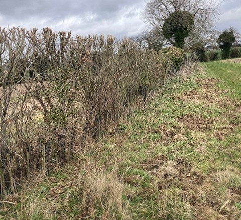 Hedge Blog 2 Hedge Blog 2