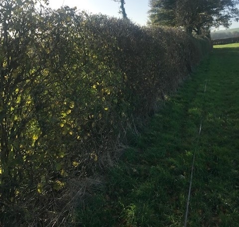 Hedge Blog 3 Hedge Blog 3