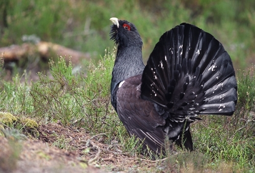 Capercaillie 1-wwwlauriecampbellcom Capercaillie 1-wwwlauriecampbellcom