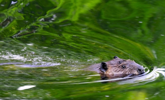 Beaver Beaver