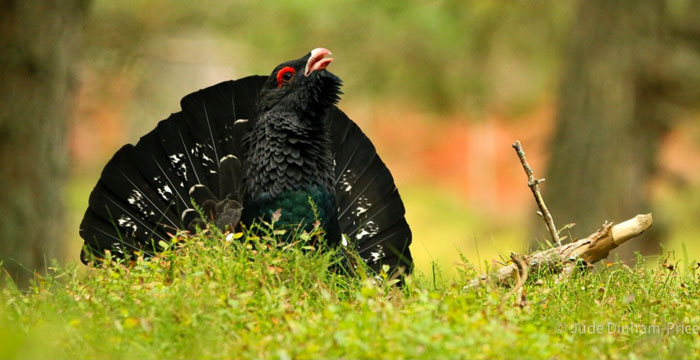 How many capercaillie are left in Scotland?