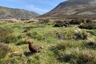 Adult grouse watching over brood