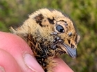 Monitoring ticks on grouse. Are they on the increase?