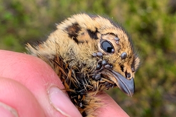 Heavily tick-infested grouse chick