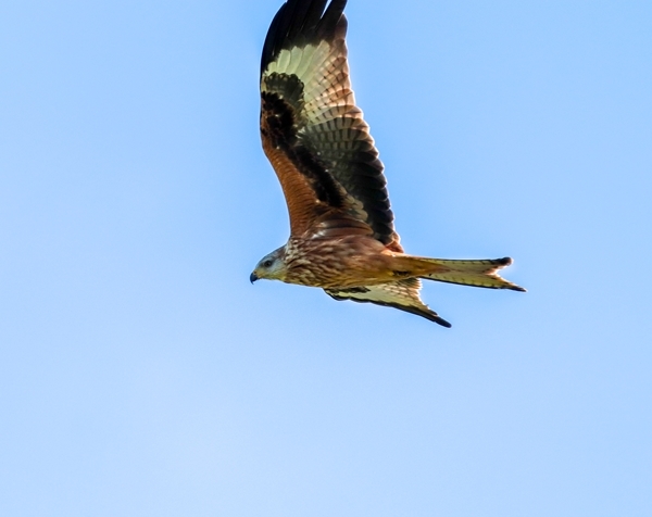 Red Kite at Auchnerran