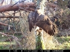 Raptor increase at our Scottish Demonstration Farm