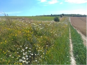 Wildflower seed mix