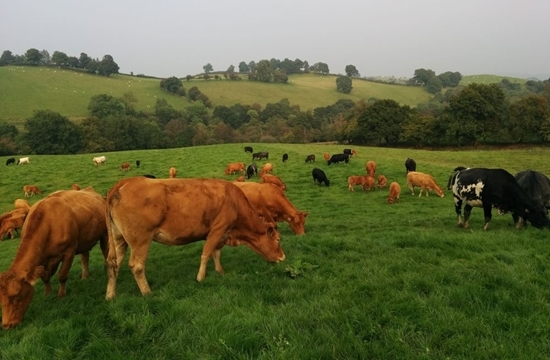 Yeomans -cattle -2