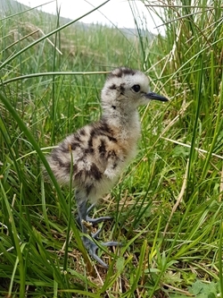 Curlew chick