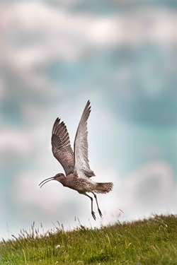 Curlew in flight