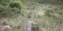 Curlews need wet heathland for nesting