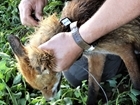 Humane Cable Restraints: their unique role in fox management and wildlife research