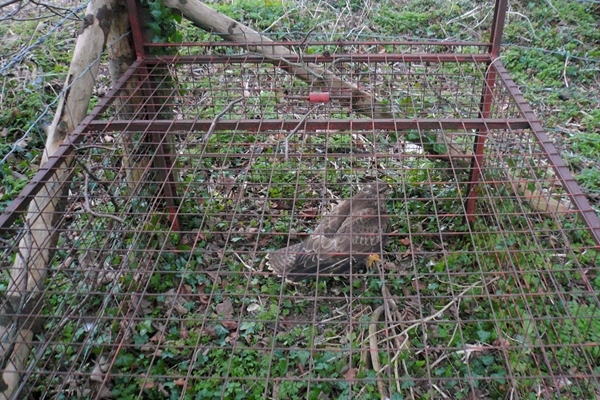 IMAGE 4