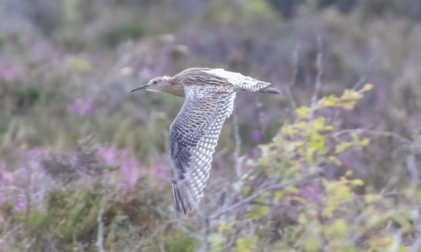 Curlew