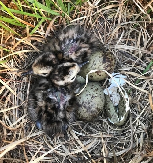 IMAGE 2 IMAGE 2