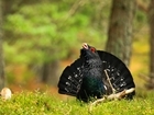 Capercaillie faces extinction despite conservation efforts to reverse decline