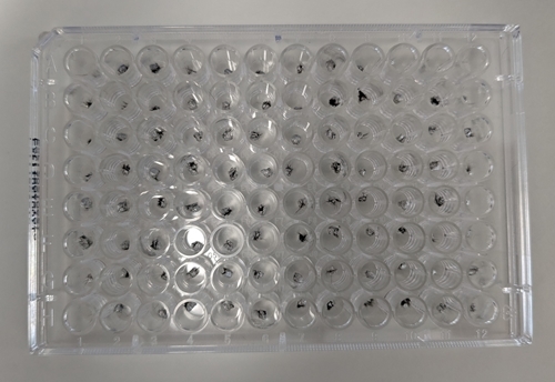 Stable isotope analysis