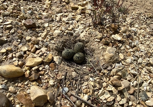 A Lapwing Nest . Credit George Hancock