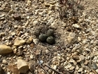 Clever lapwings use cover to hide in plain sight