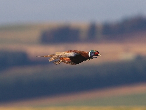 Pheasant -flying -wwwlauriecampbellcom