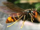 Beekeepers call on the public to help fight record Asian hornet invasion