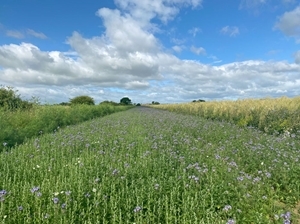 Balgonie mix