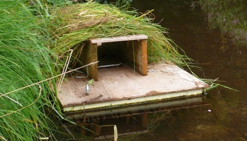 Mink -raft1