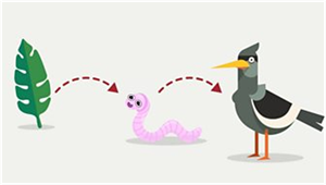 Food Chain
