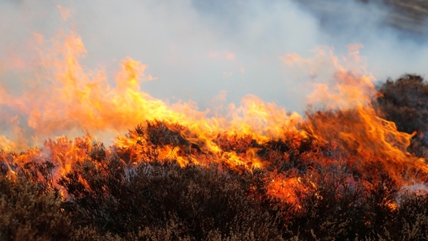 Wildfire Wildfire