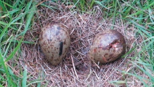 Curlew -eggs