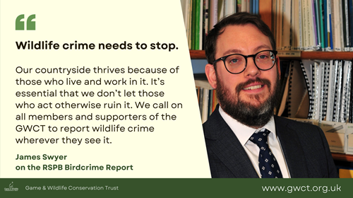 James Swyer Birdcrime Quote (large) James Swyer Birdcrime Quote (large)