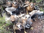 Hen Harrier Brood Management Scheme A Shining Example Of Human/Wildlife Conflict Resolution