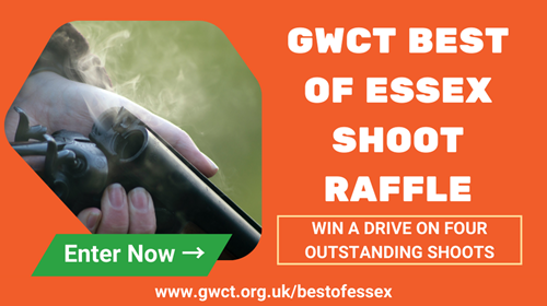 Best Of Essex Best Of Essex