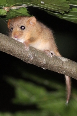 Hazel dormouse