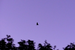 Roding woodcock