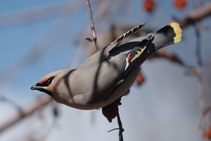 Bohemian waxwing