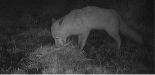 Fox activity on night vision