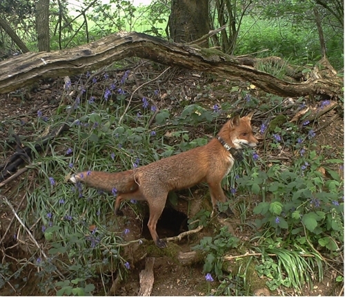 Fox wearing GPS collar Fox wearing GPS collar