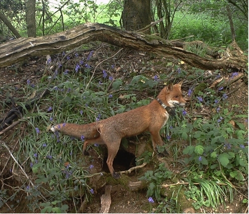 Fox wearing GPS collar