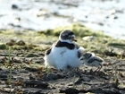 The Solent’s breeding coastal birds given a helping hand
