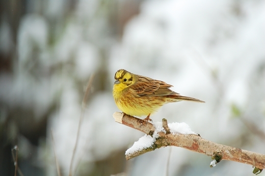 Yellowhammer Male In Snow a Yellowhammer Male In Snow a