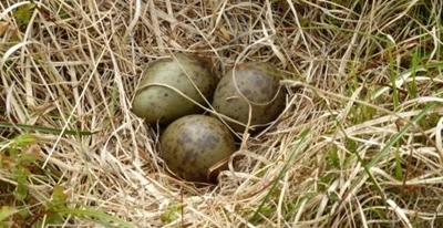 Curlew -nest -and -eggs