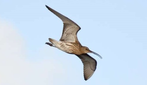 Curlew -in -Flight -wwwdavidmasonimagescom