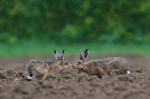 Hares