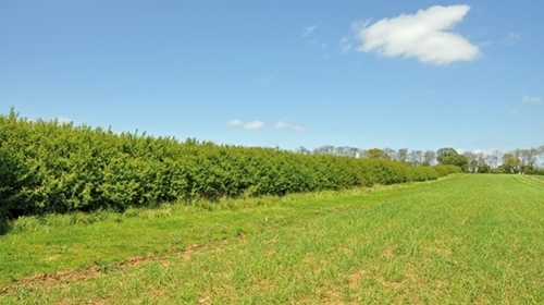 Hedge -and -brood -rearing -strip -at -the -allerton -project Hedge -and -brood -rearing -strip -at -the -allerton -project