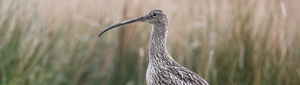 Action for Curlew Appeal