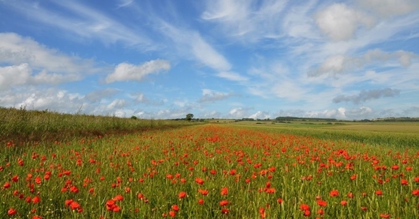 Sussex Sussex