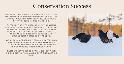 Black Grouse Conservation Success