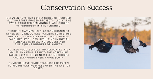 Black Grouse Conservation Success Black Grouse Conservation Success