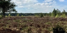 Is prescribed burning really that bad? A view from lowland heathland